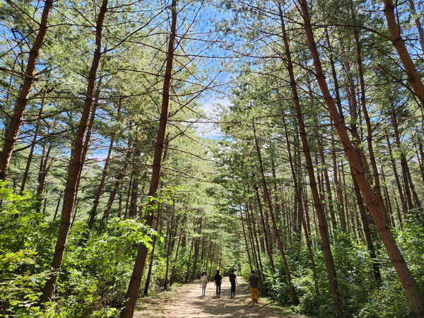 경북 울진 금강소나무 숲길은 국가가 지정한 명품 숲길. 탐방객들이 하늘로 곧게 솟은 소나무 숲 사이로 걷고 있다.